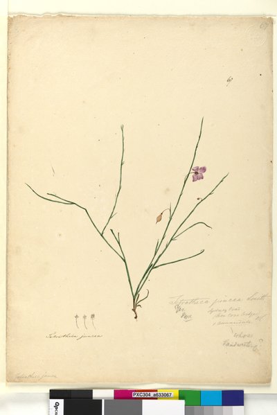 Page 67. Tetratheca juncea by John William Lewin